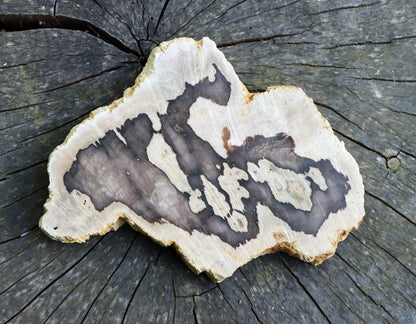 Zkřemenělý dub - Supreme Panthers