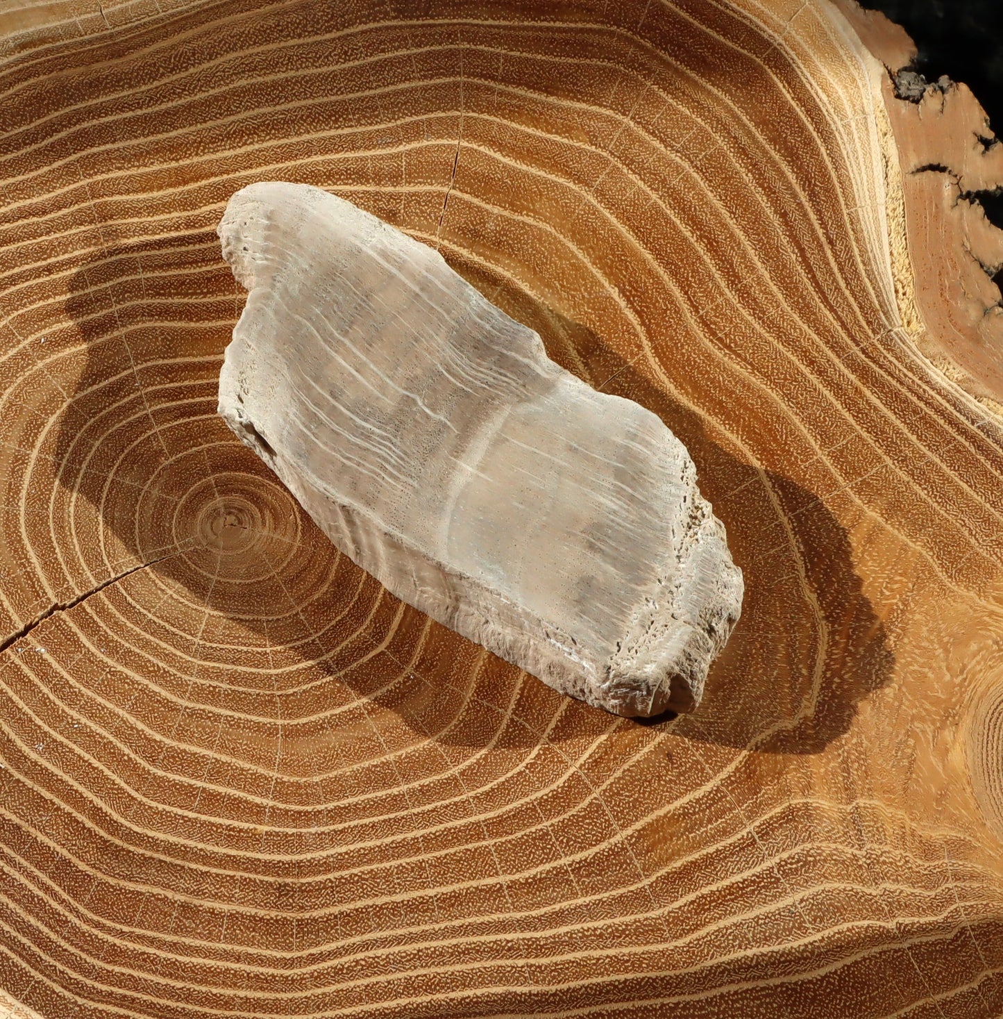 Zkřemenělý dub - Supreme Panthers