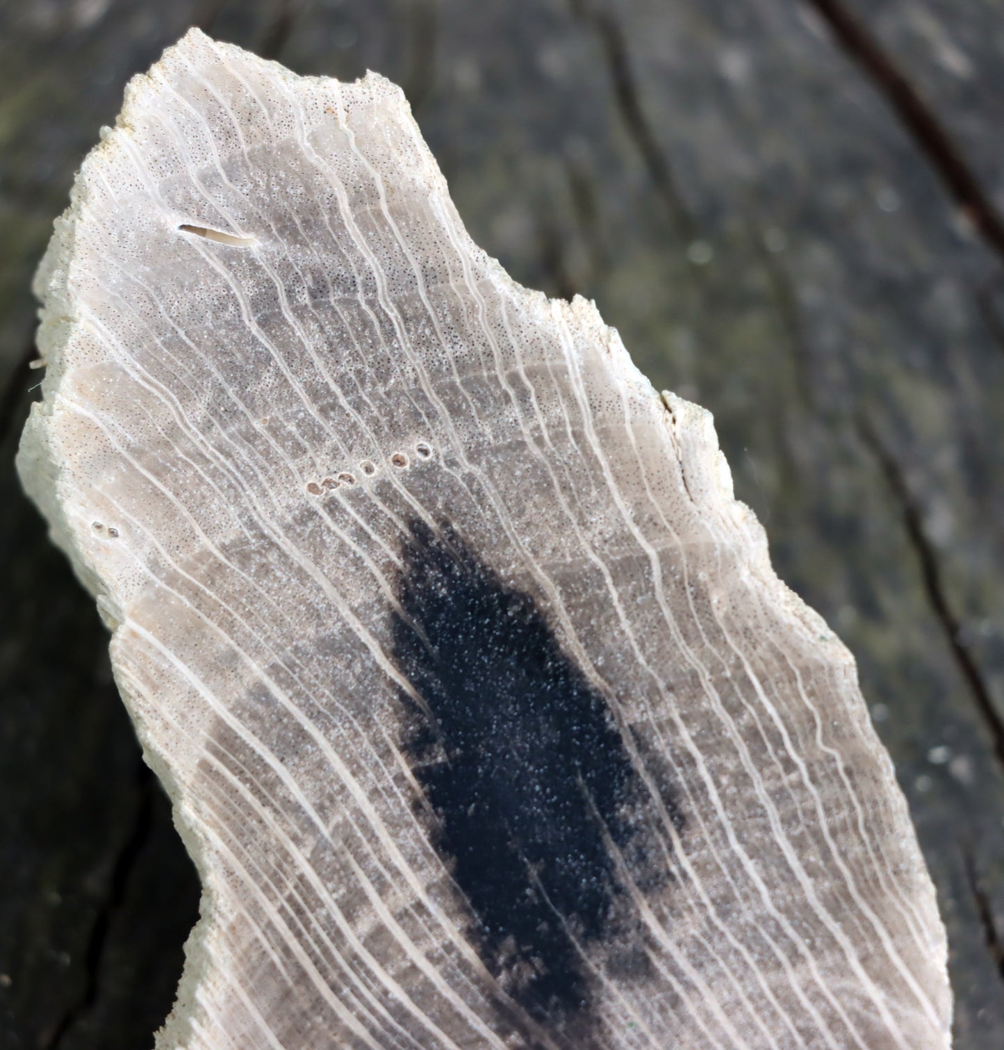 Zkřemenělý dub - Supreme Panthers