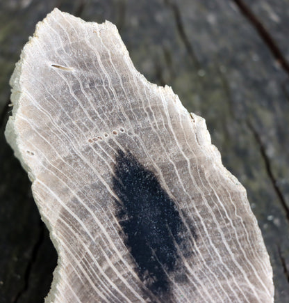 Zkřemenělý dub - Supreme Panthers