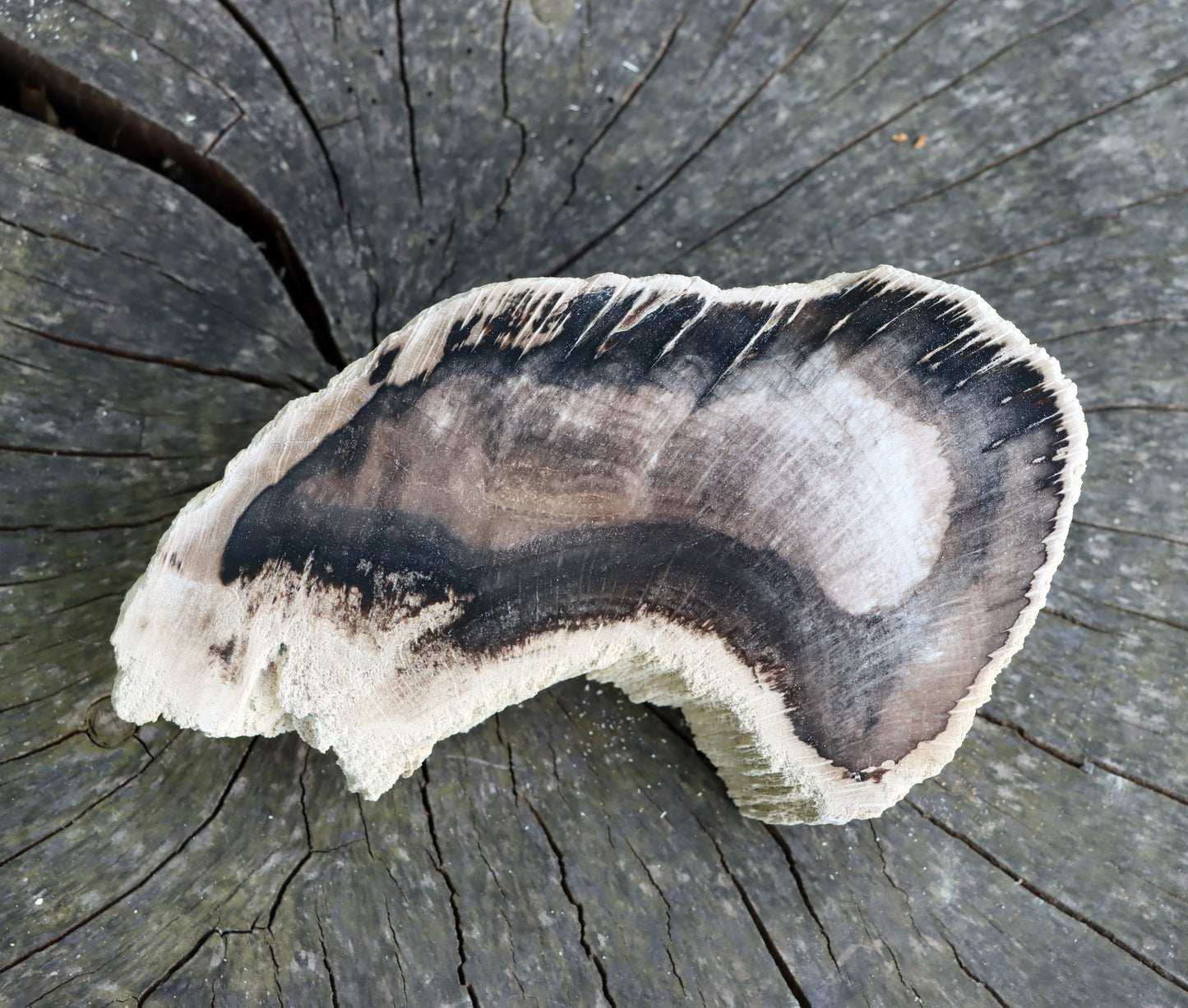 Zkřemenělý dub - Supreme Panthers