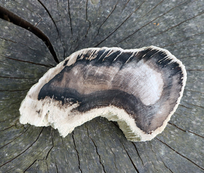 Zkřemenělý dub - Supreme Panthers