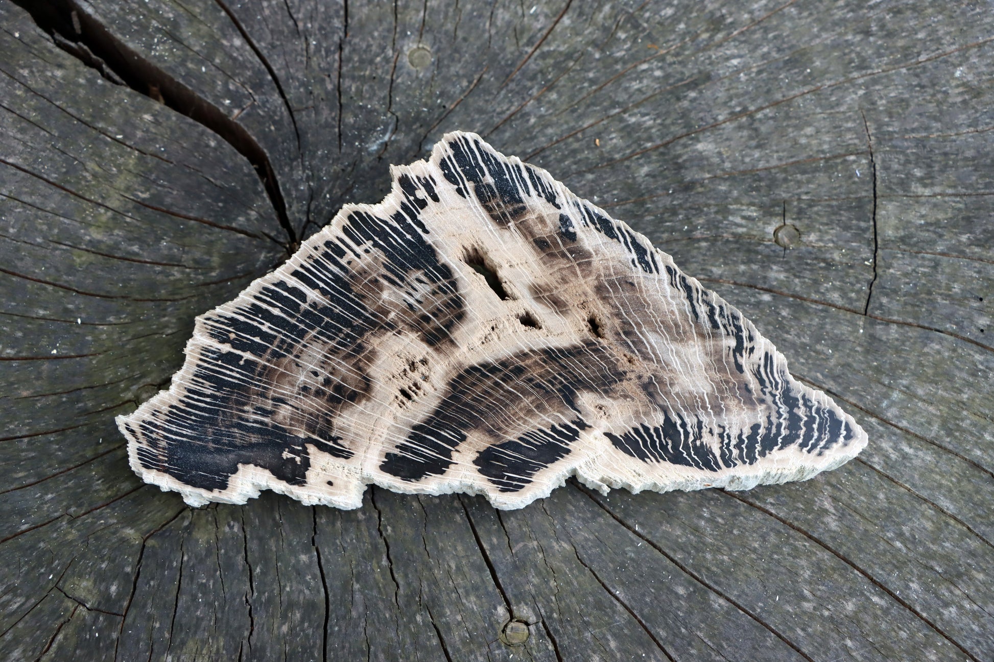 Zkřemenělý dub - Supreme Panthers