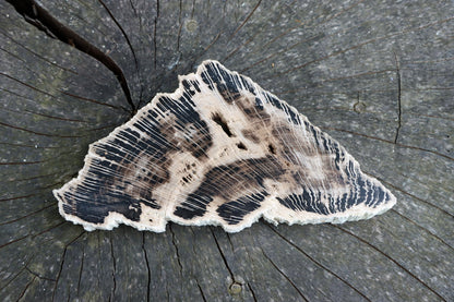 Zkřemenělý dub - Supreme Panthers