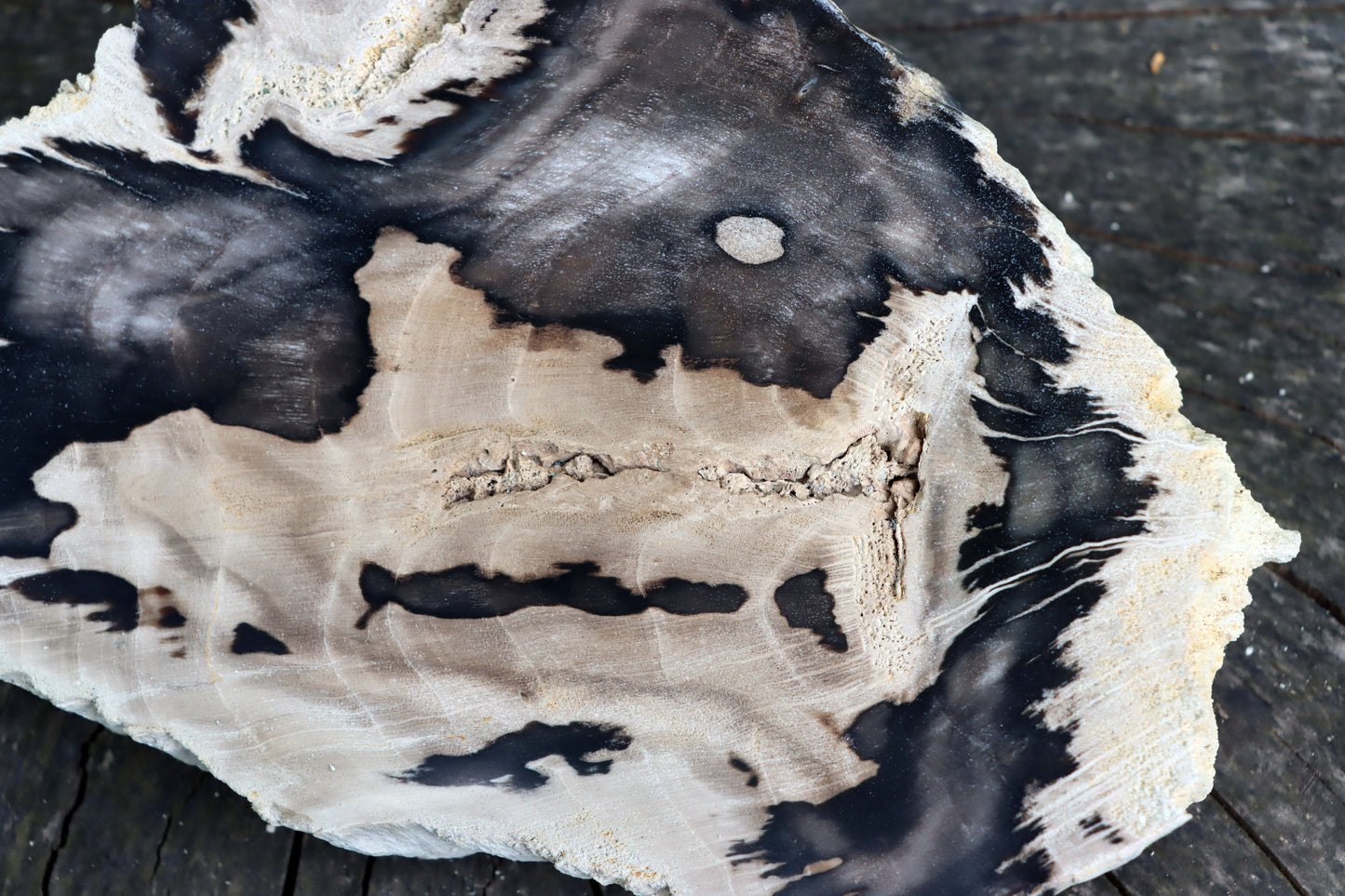 Zkřemenělý dub - Supreme Panthers