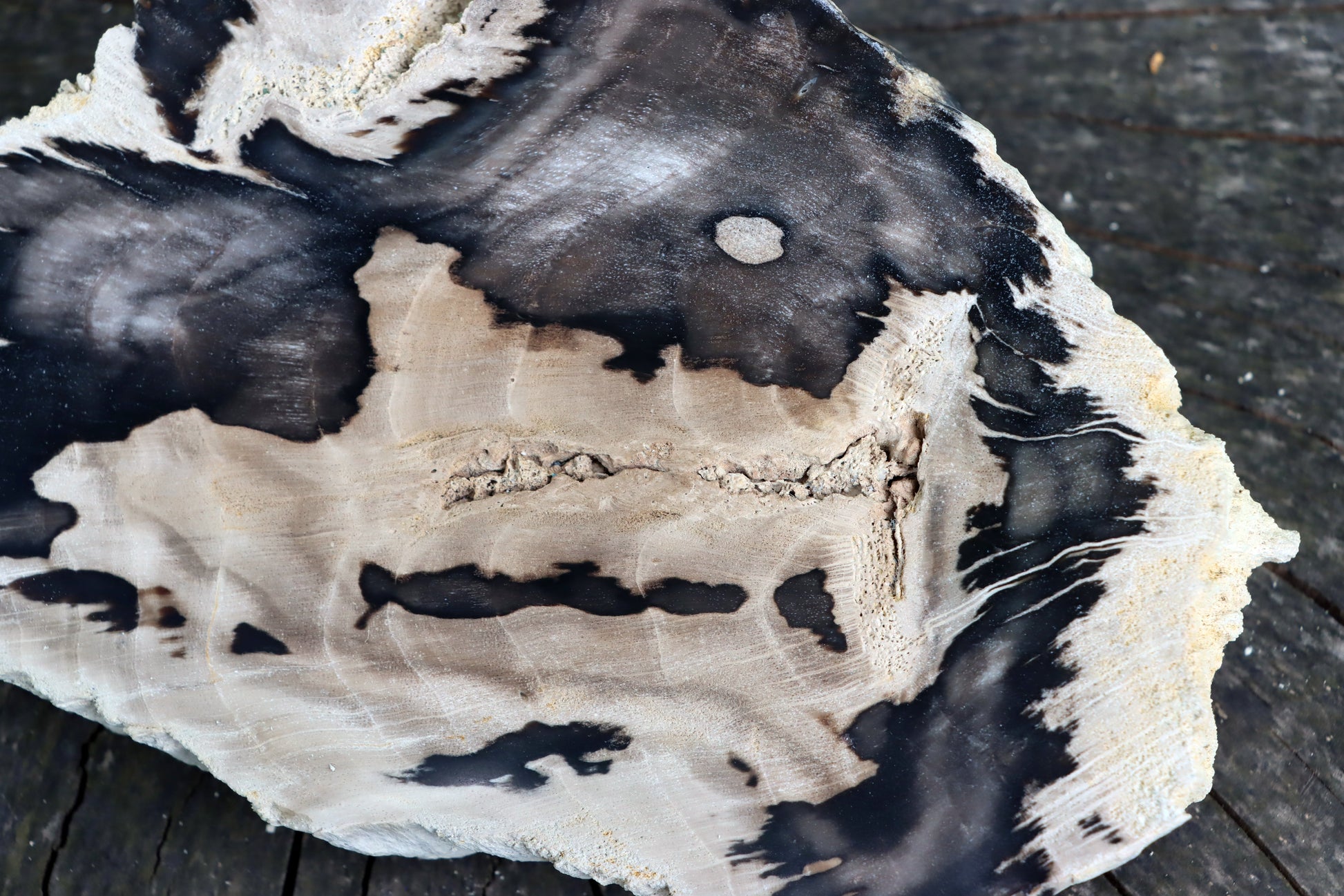 Zkřemenělý dub - Supreme Panthers