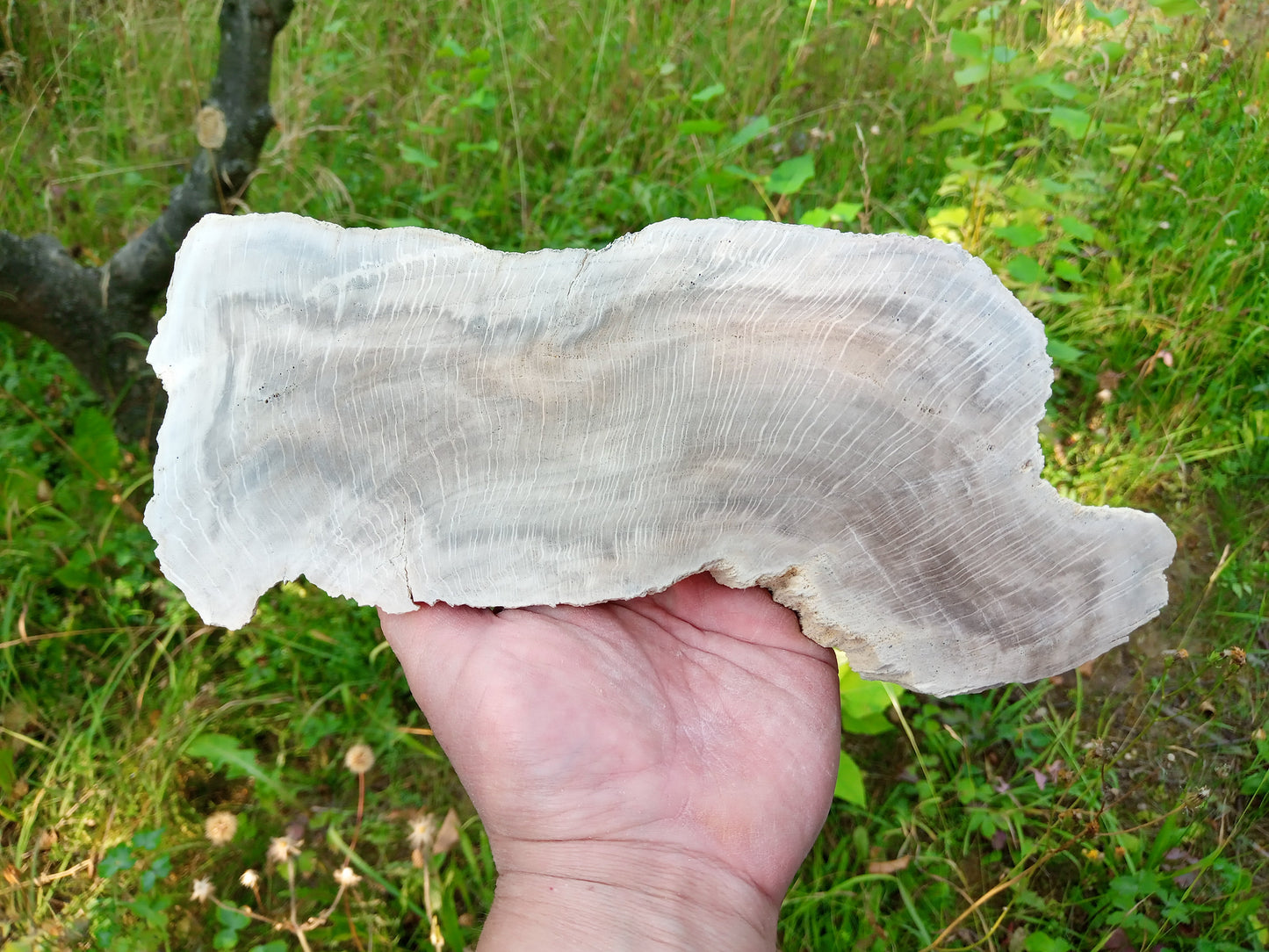 Zkřemenělý dub - Supreme Panthers