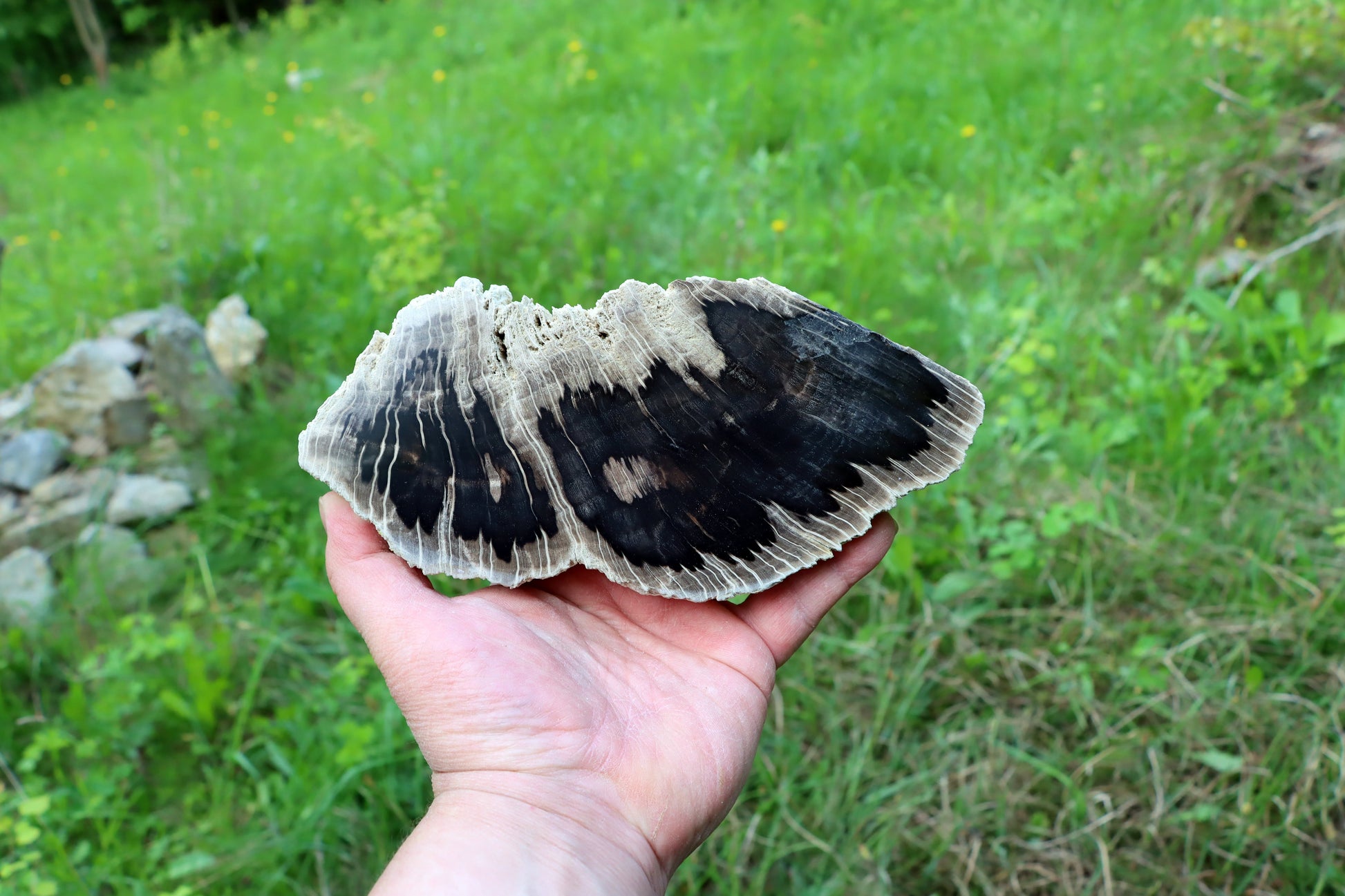 Zkřemenělý dub - Supreme Panthers