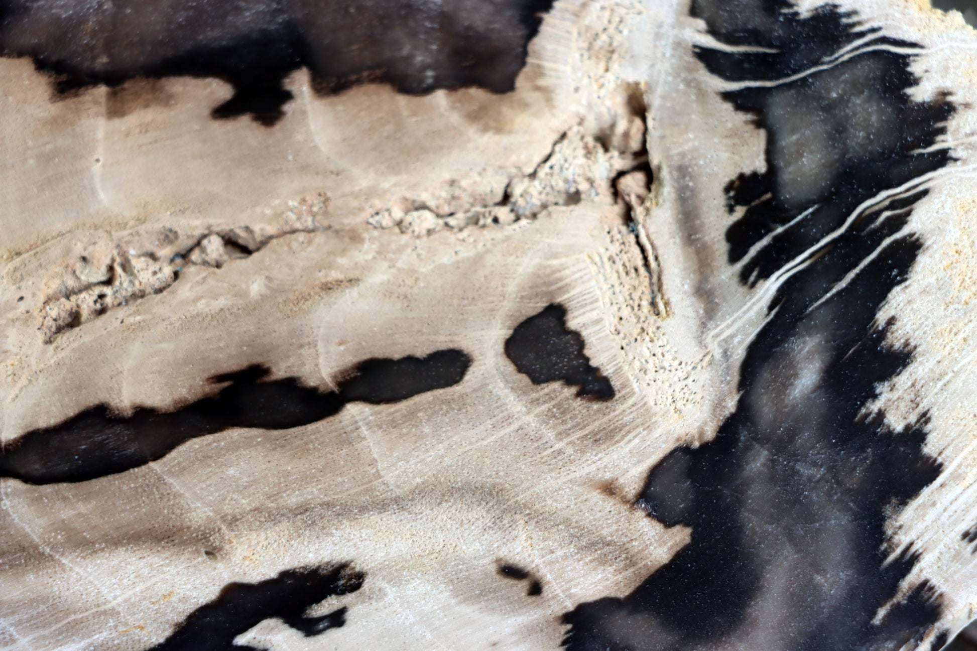 Zkřemenělý dub - Supreme Panthers