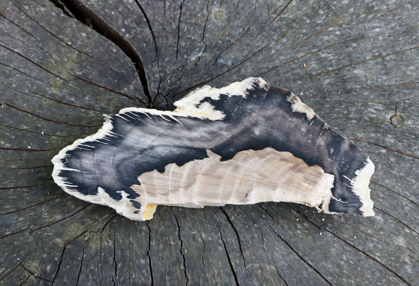 Zkřemenělý dub - Supreme Panthers