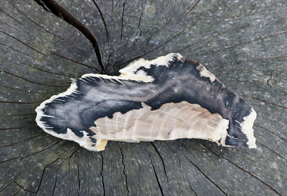 Zkřemenělý dub - Supreme Panthers