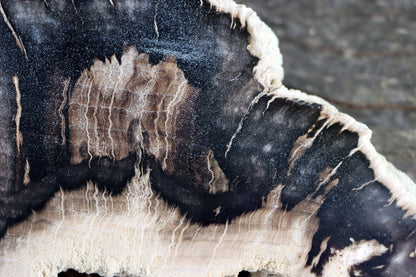 Zkřemenělý dub - Supreme Panthers