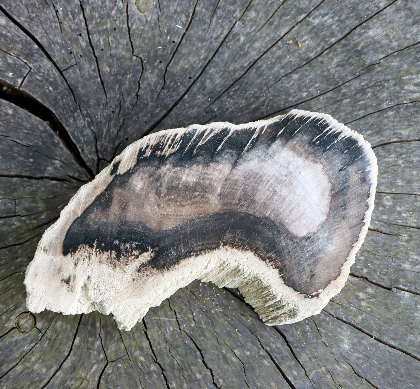 Zkřemenělý dub - Supreme Panthers