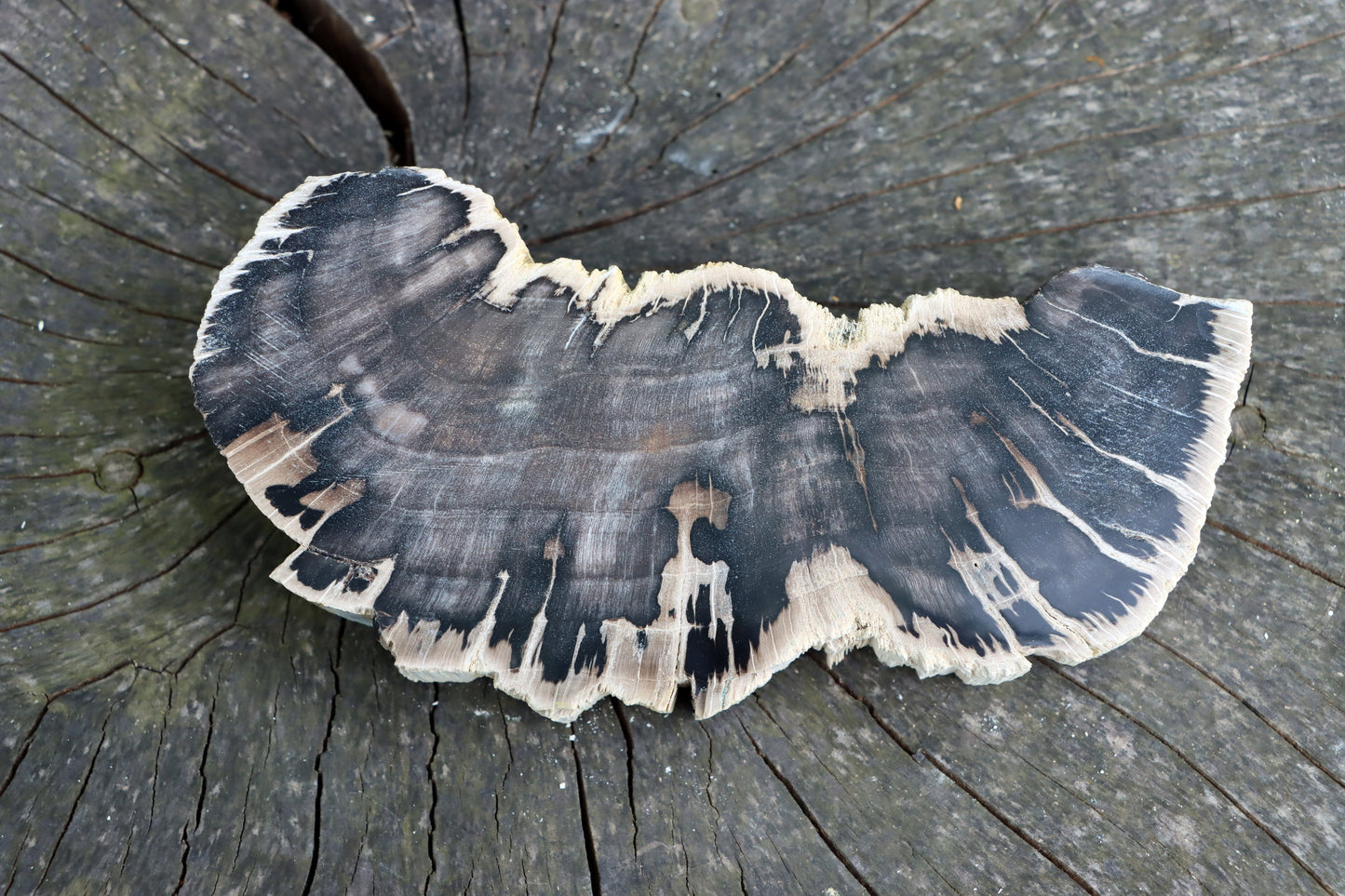 Zkřemenělý dub - Supreme Panthers