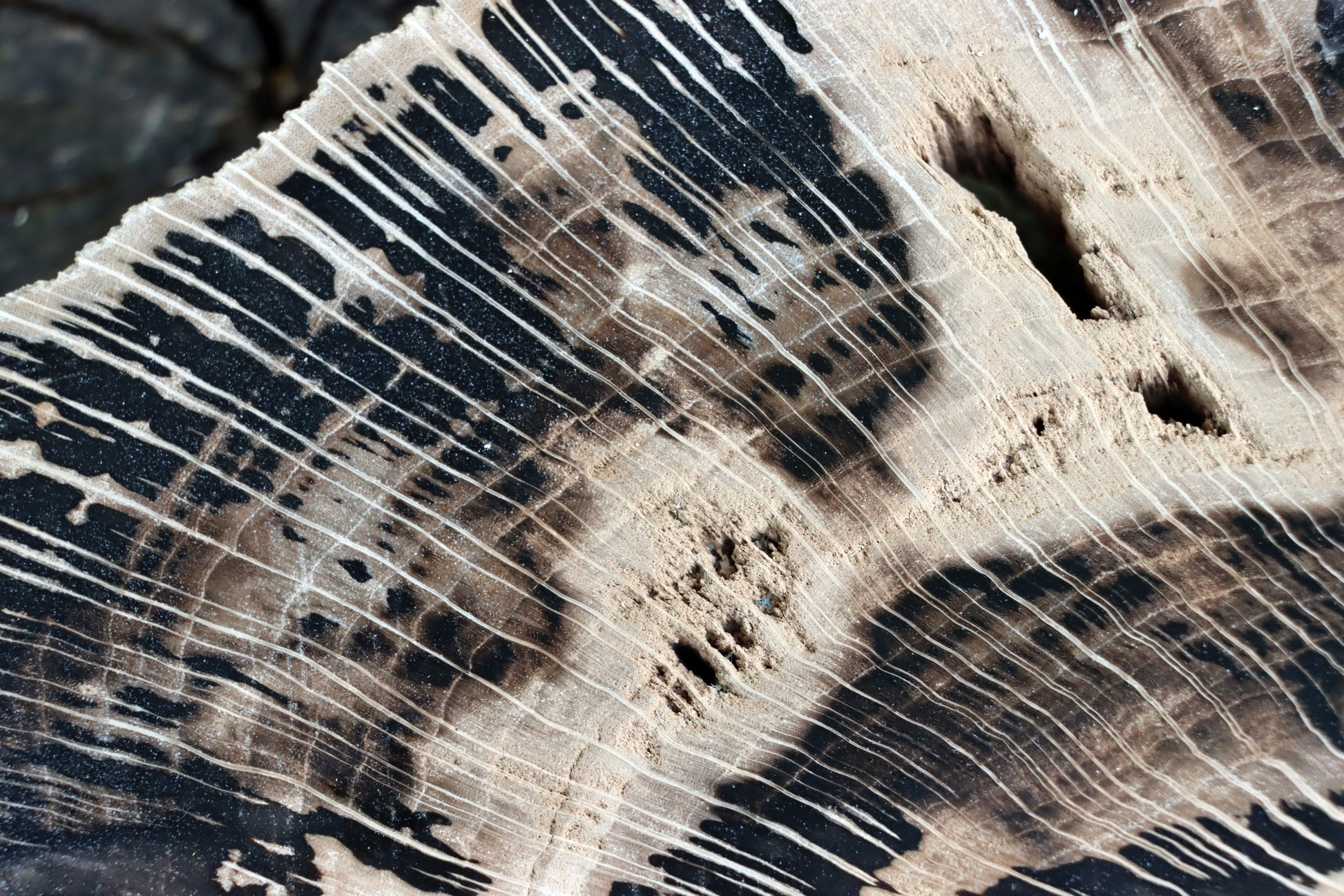 Zkřemenělý dub - Supreme Panthers