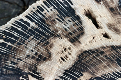 Zkřemenělý dub - Supreme Panthers