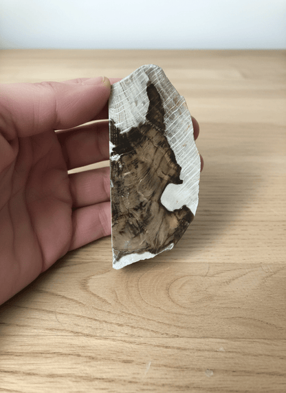 Zkřemenělý dub s podobiznou býka - Supreme Panthers