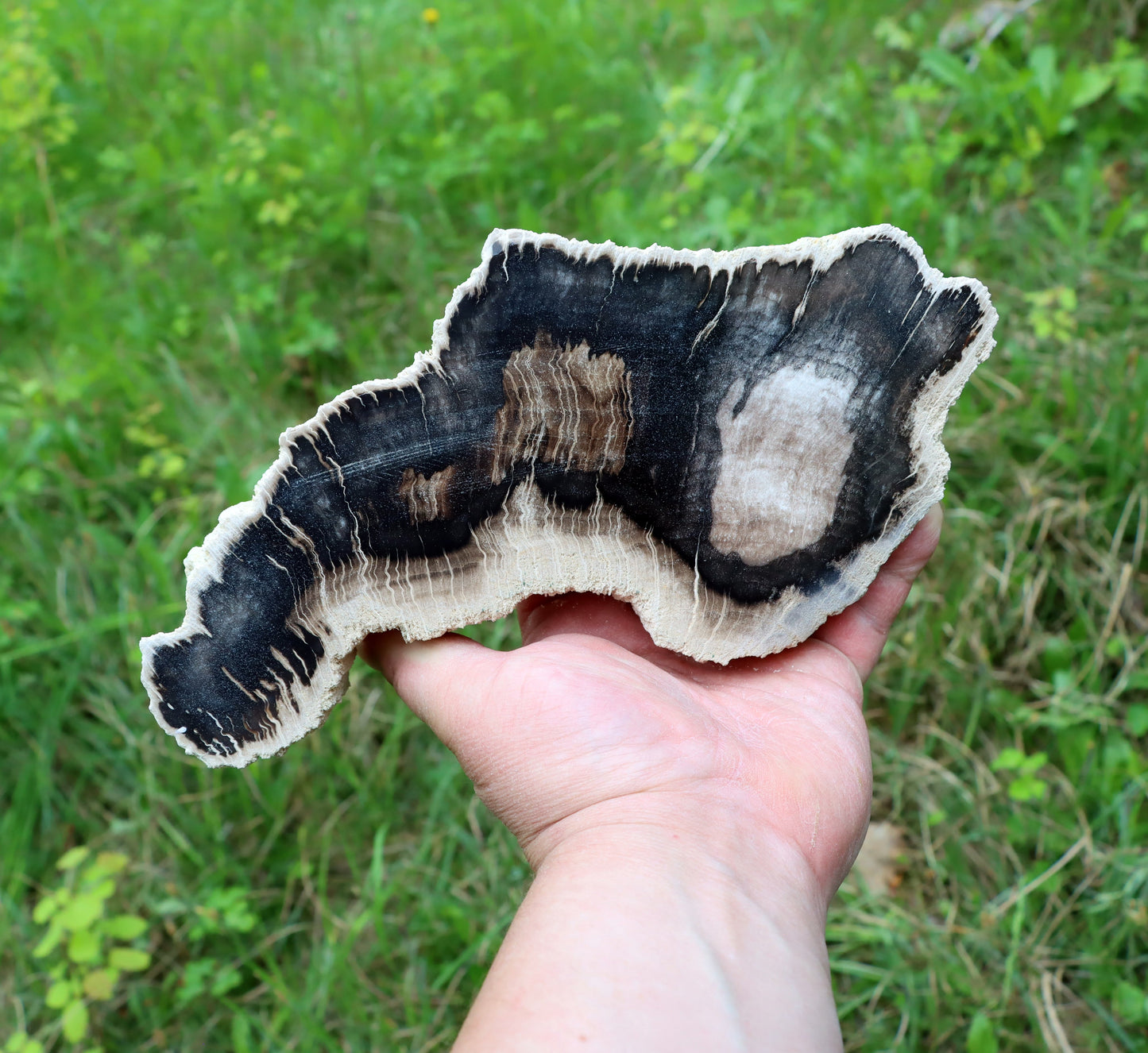 Zkřemenělý dub "slon" - Supreme Panthers