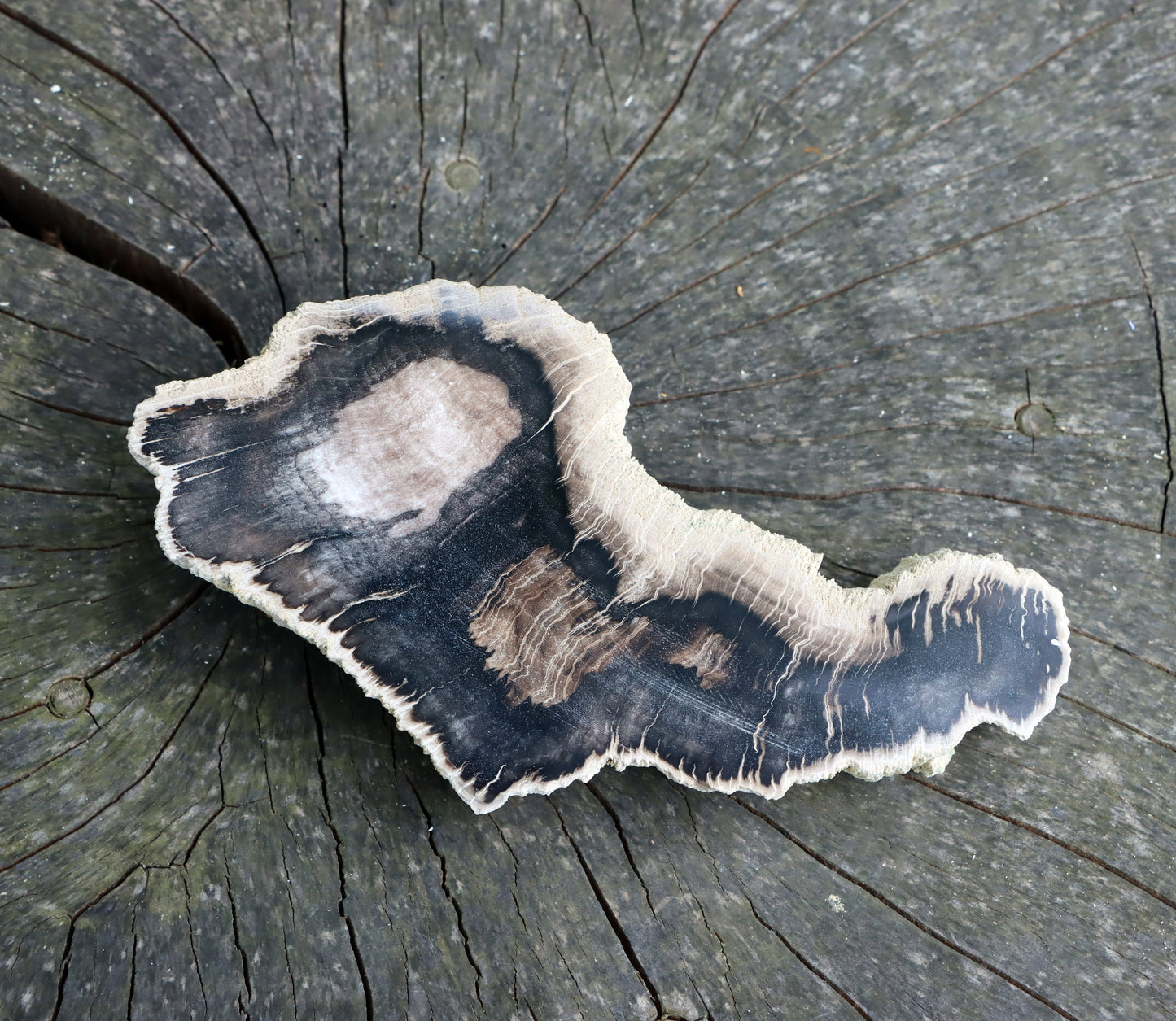 Zkřemenělý dub "slon" - Supreme Panthers