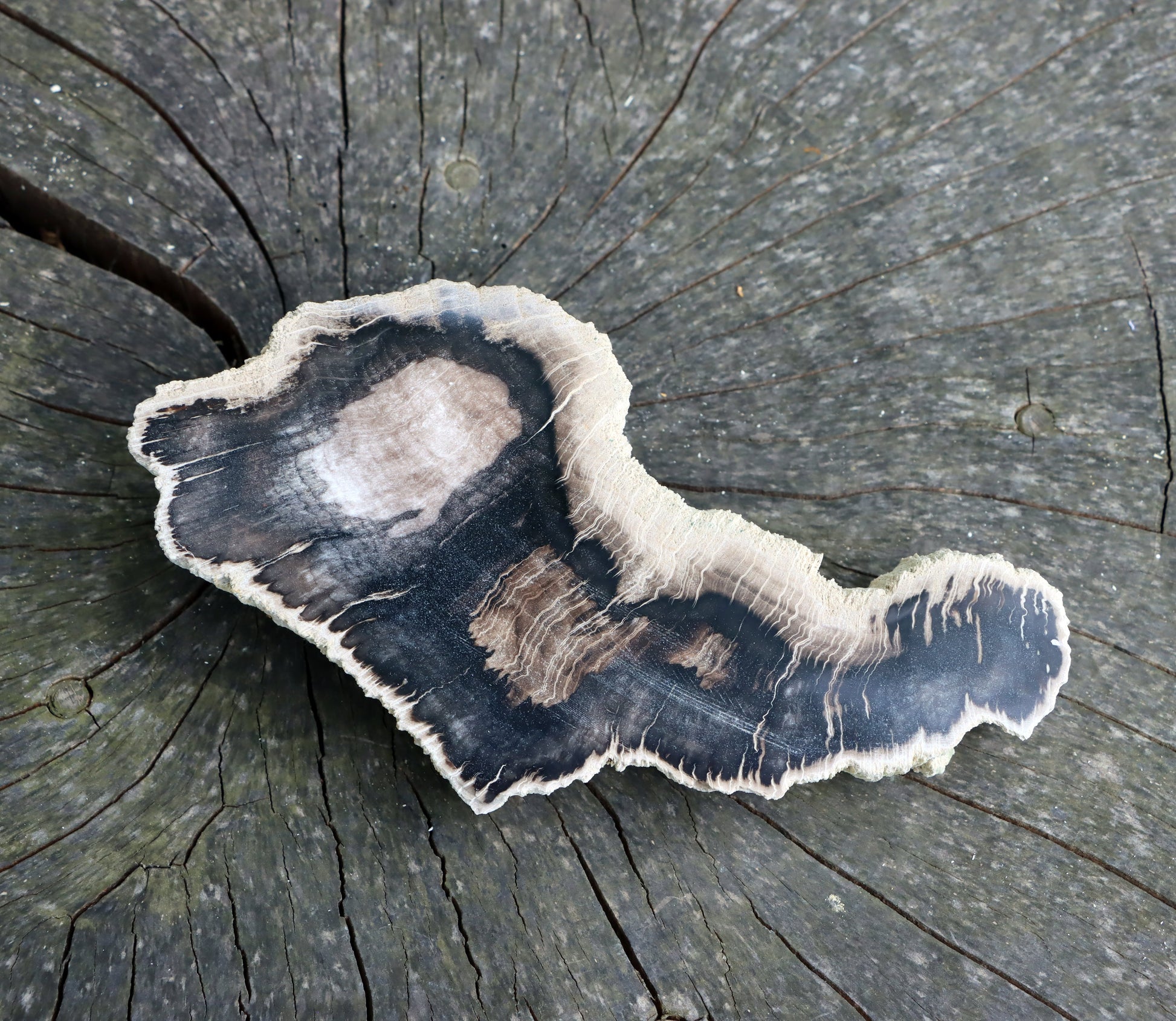 Zkřemenělý dub "slon" - Supreme Panthers