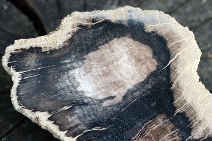 Zkřemenělý dub "slon" - Supreme Panthers