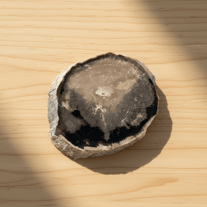 Zkřemenělý pepřovník Schinoxylon - Supreme Panthers