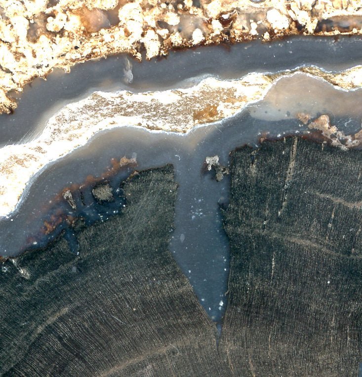 Zkřemenělý pepřovník Schinoxylon achát kalcit stromatolity - Supreme Panthers