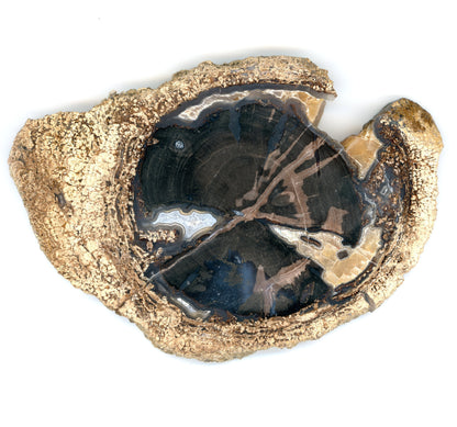 Zkřemenělý pepřovník Schinoxylon achát kalcit stromatolity - Supreme Panthers