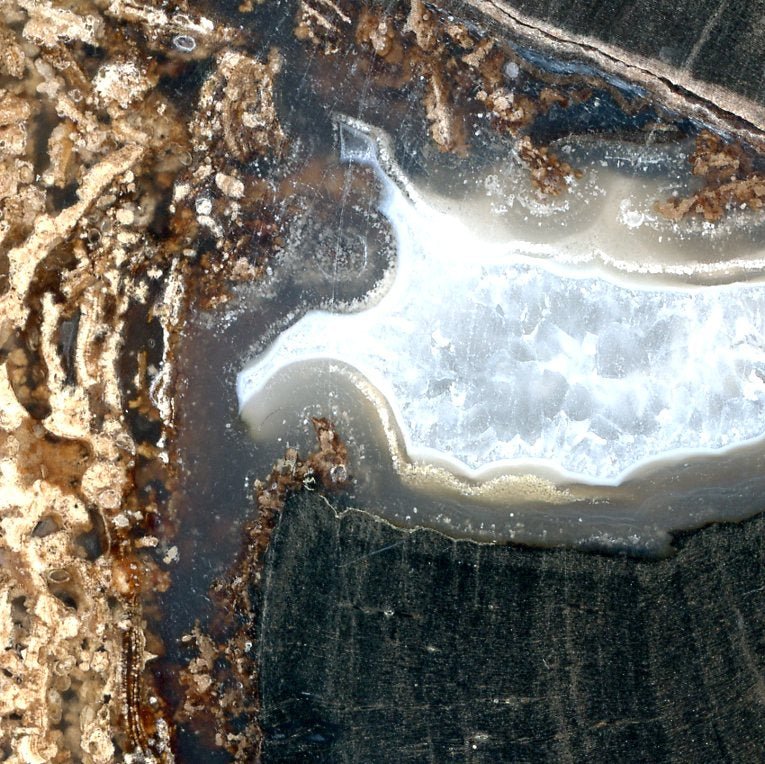 Zkřemenělý pepřovník Schinoxylon achát kalcit stromatolity - Supreme Panthers