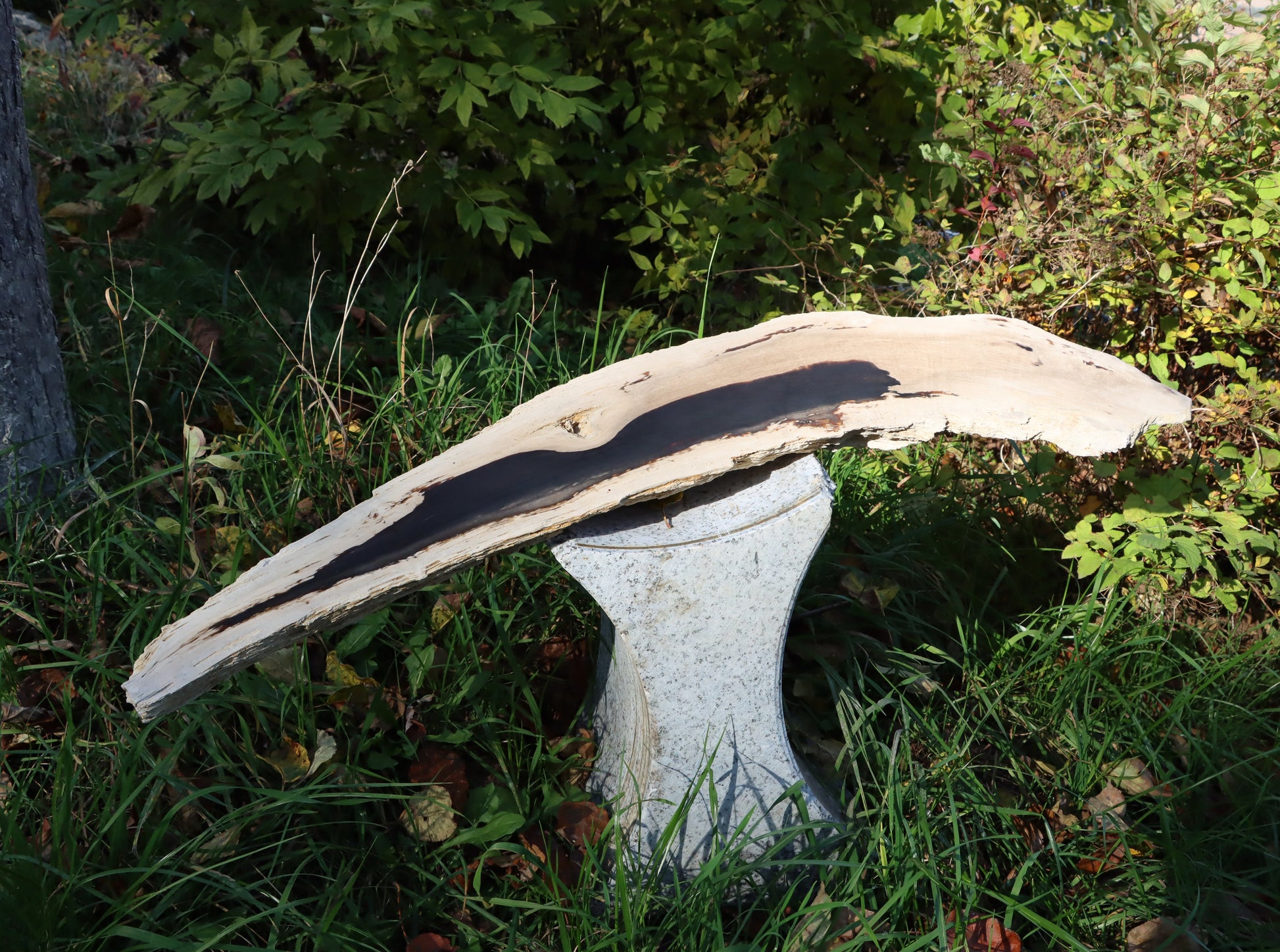 Zkřemený dub se sukem fošna - Supreme Panthers