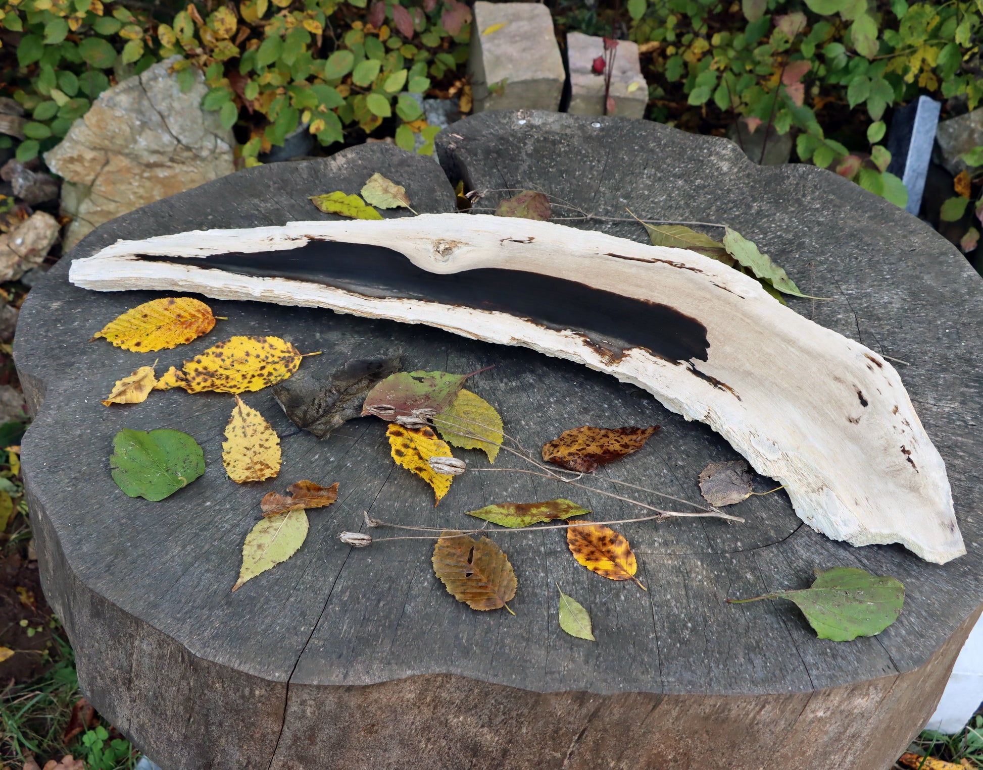 Zkřemený dub se sukem fošna - Supreme Panthers