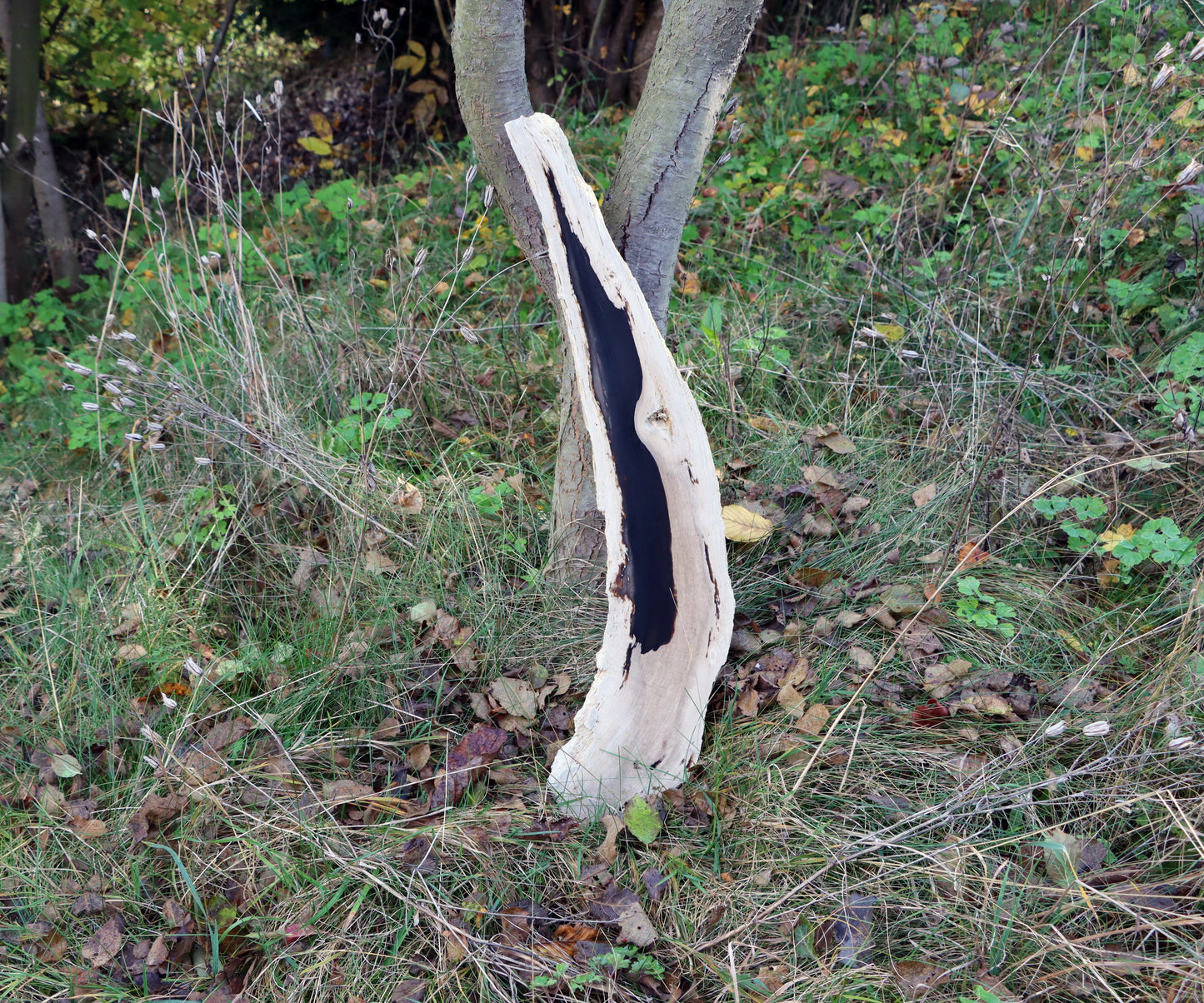 Zkřemený dub se sukem fošna - Supreme Panthers