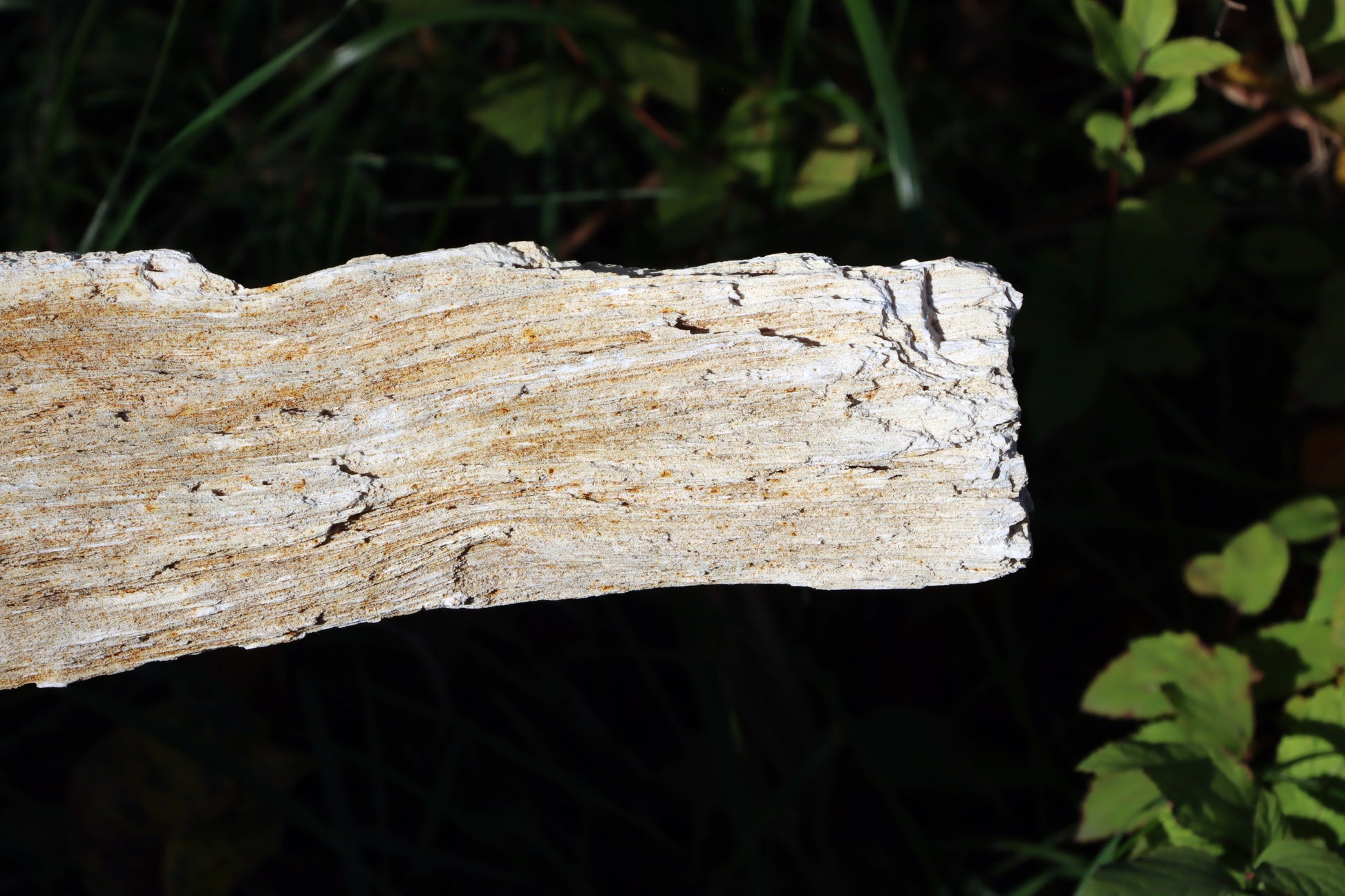 Zkřemený dub se sukem fošna - Supreme Panthers