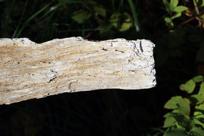 Zkřemený dub se sukem fošna - Supreme Panthers