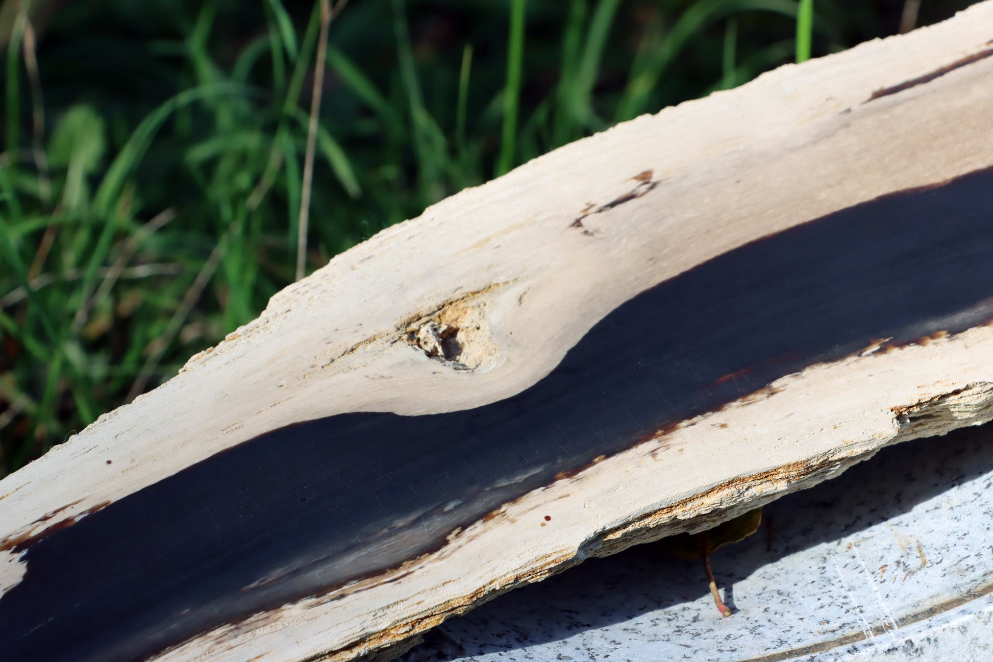 Zkřemený dub se sukem fošna - Supreme Panthers