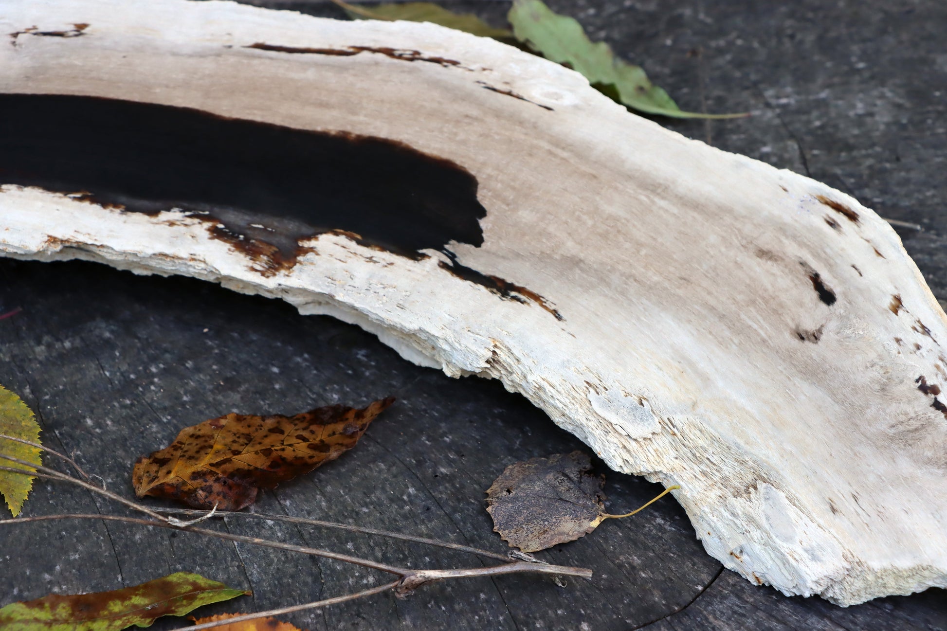 Zkřemený dub se sukem fošna - Supreme Panthers