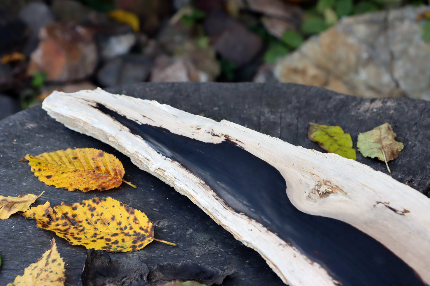 Zkřemený dub se sukem fošna - Supreme Panthers