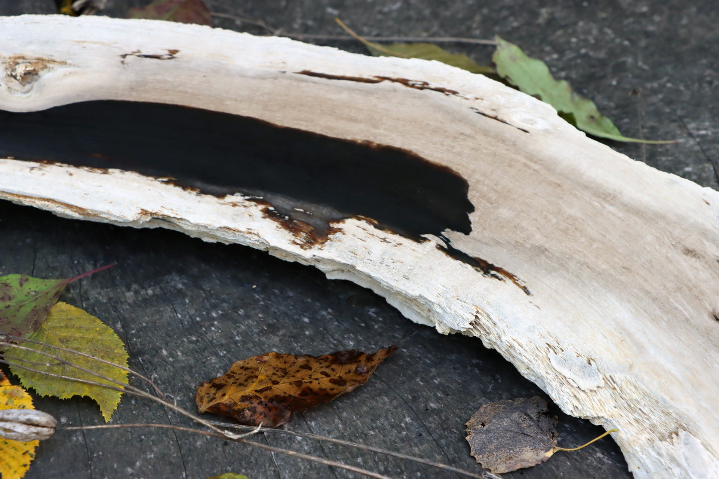 Zkřemený dub se sukem fošna - Supreme Panthers