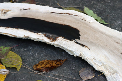 Zkřemený dub se sukem fošna - Supreme Panthers