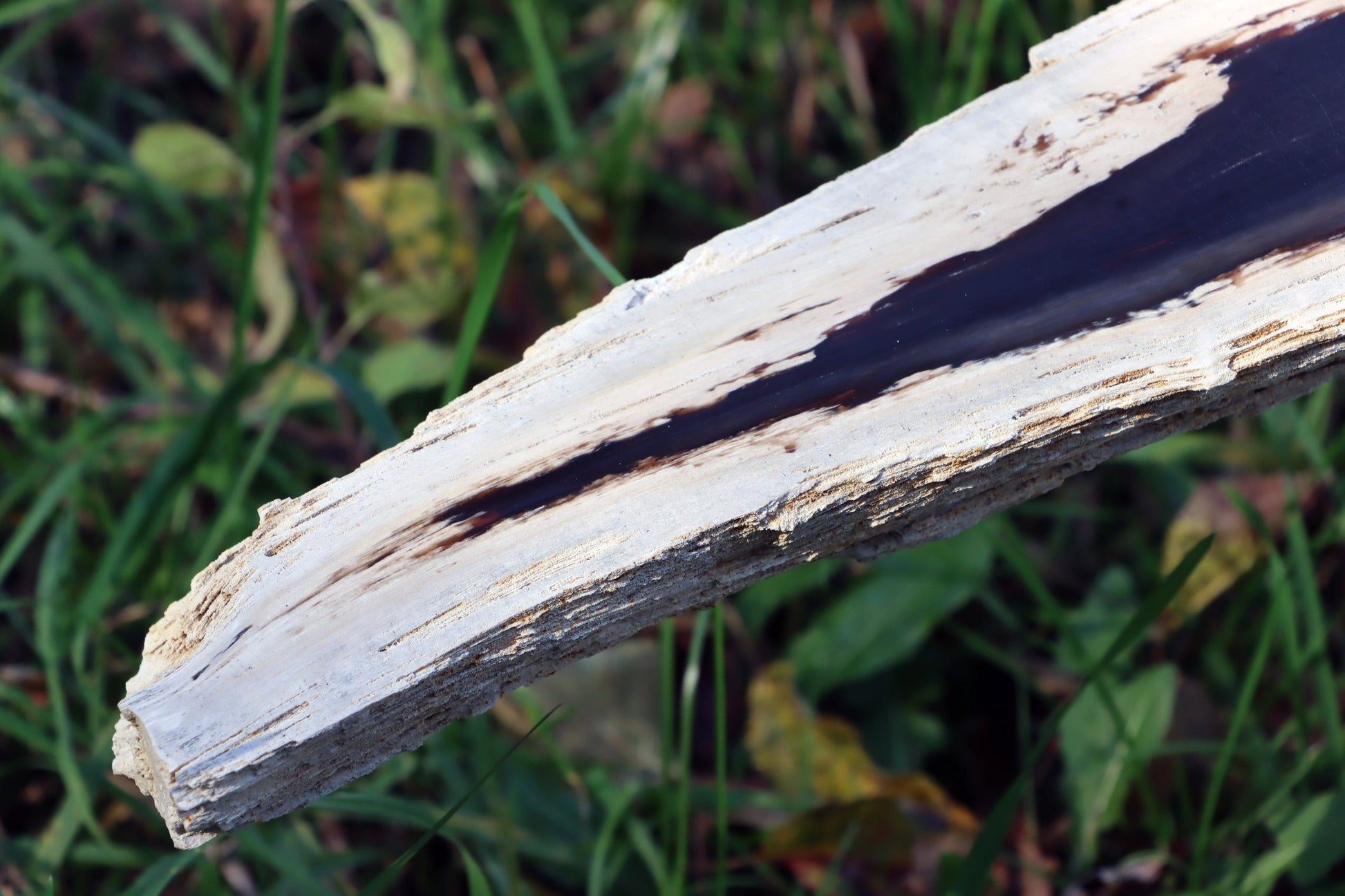 Zkřemený dub se sukem fošna - Supreme Panthers