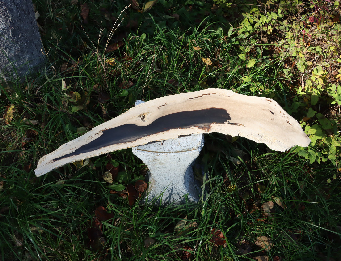 Zkřemený dub se sukem fošna - Supreme Panthers