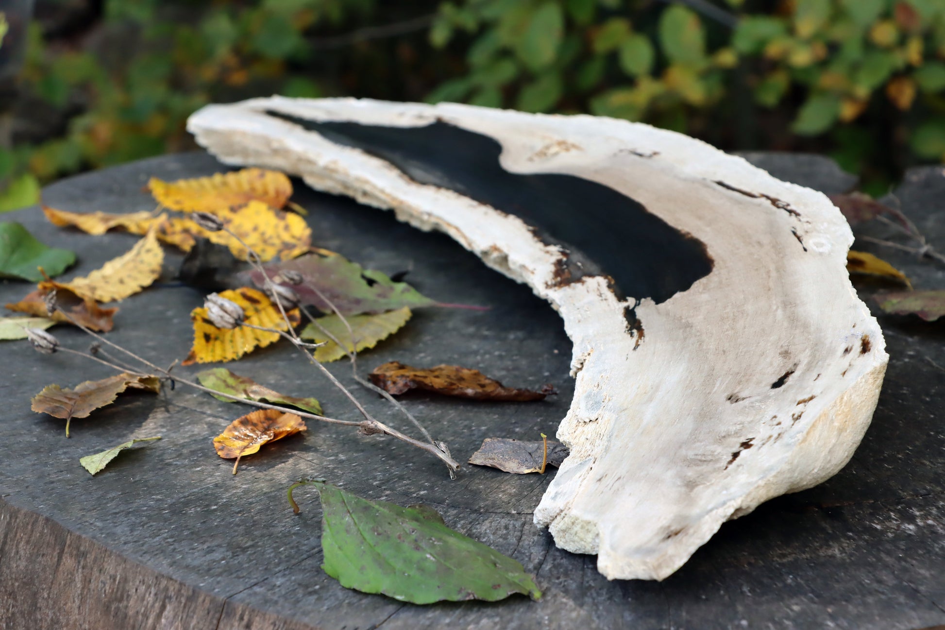 Zkřemený dub se sukem fošna - Supreme Panthers