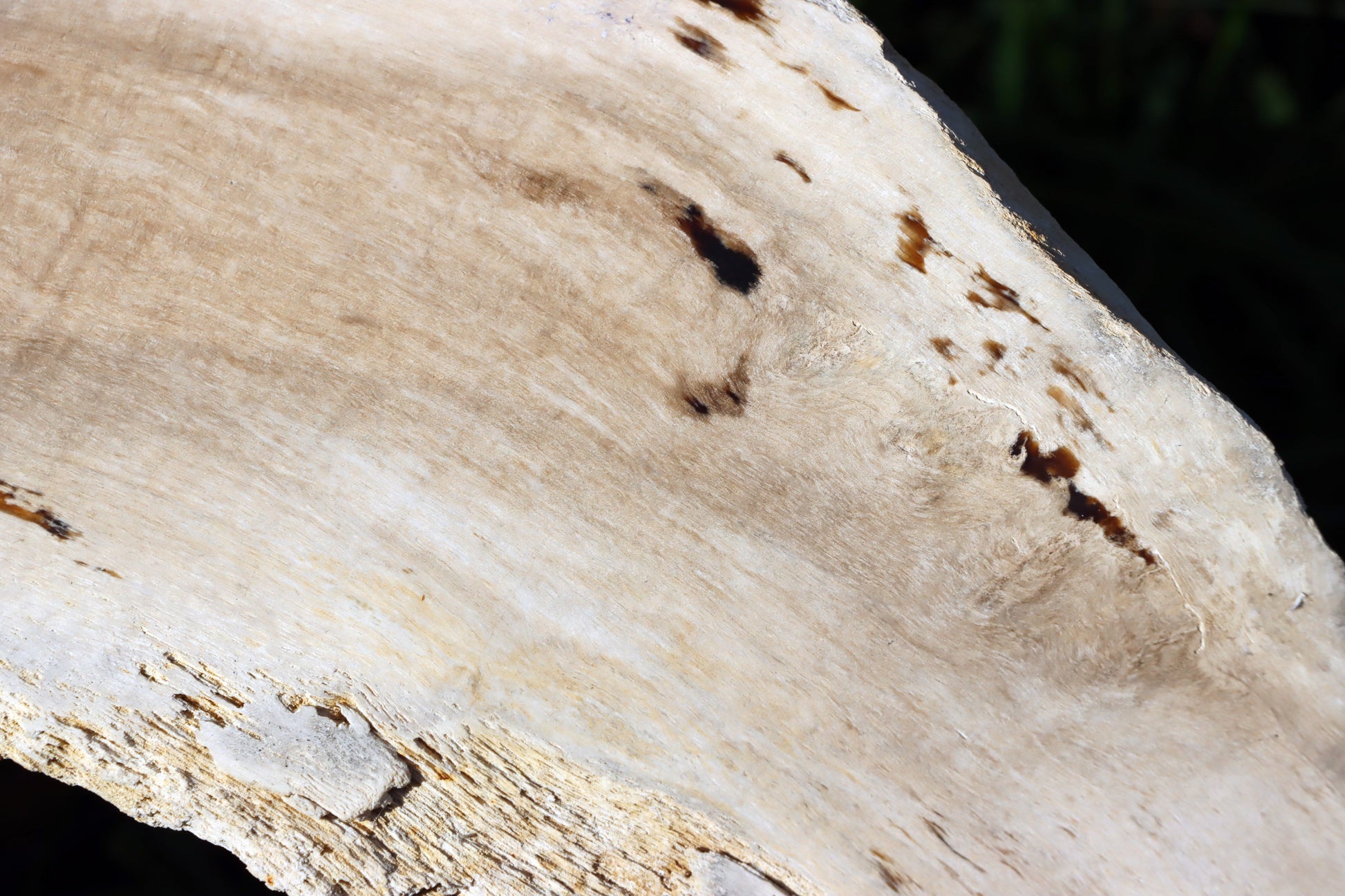 Zkřemený dub se sukem fošna - Supreme Panthers