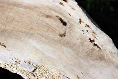 Zkřemený dub se sukem fošna - Supreme Panthers