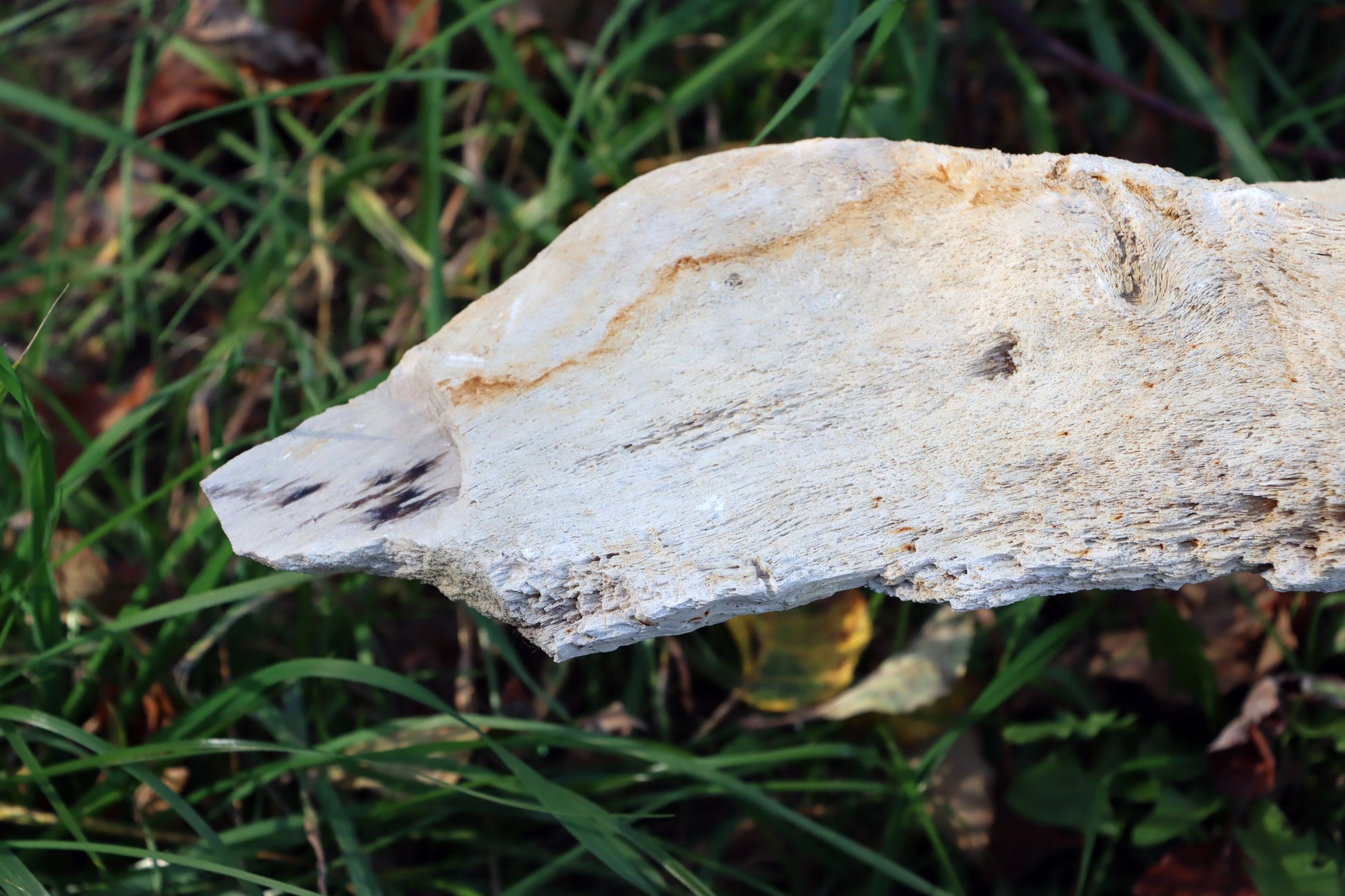 Zkřemený dub se sukem fošna - Supreme Panthers