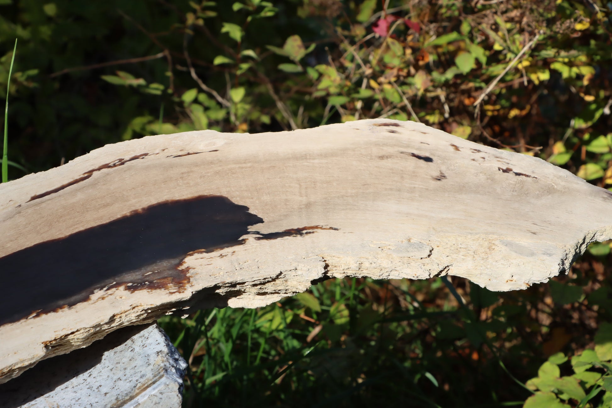 Zkřemený dub se sukem fošna - Supreme Panthers