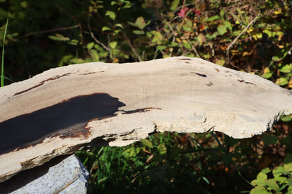 Zkřemený dub se sukem fošna - Supreme Panthers