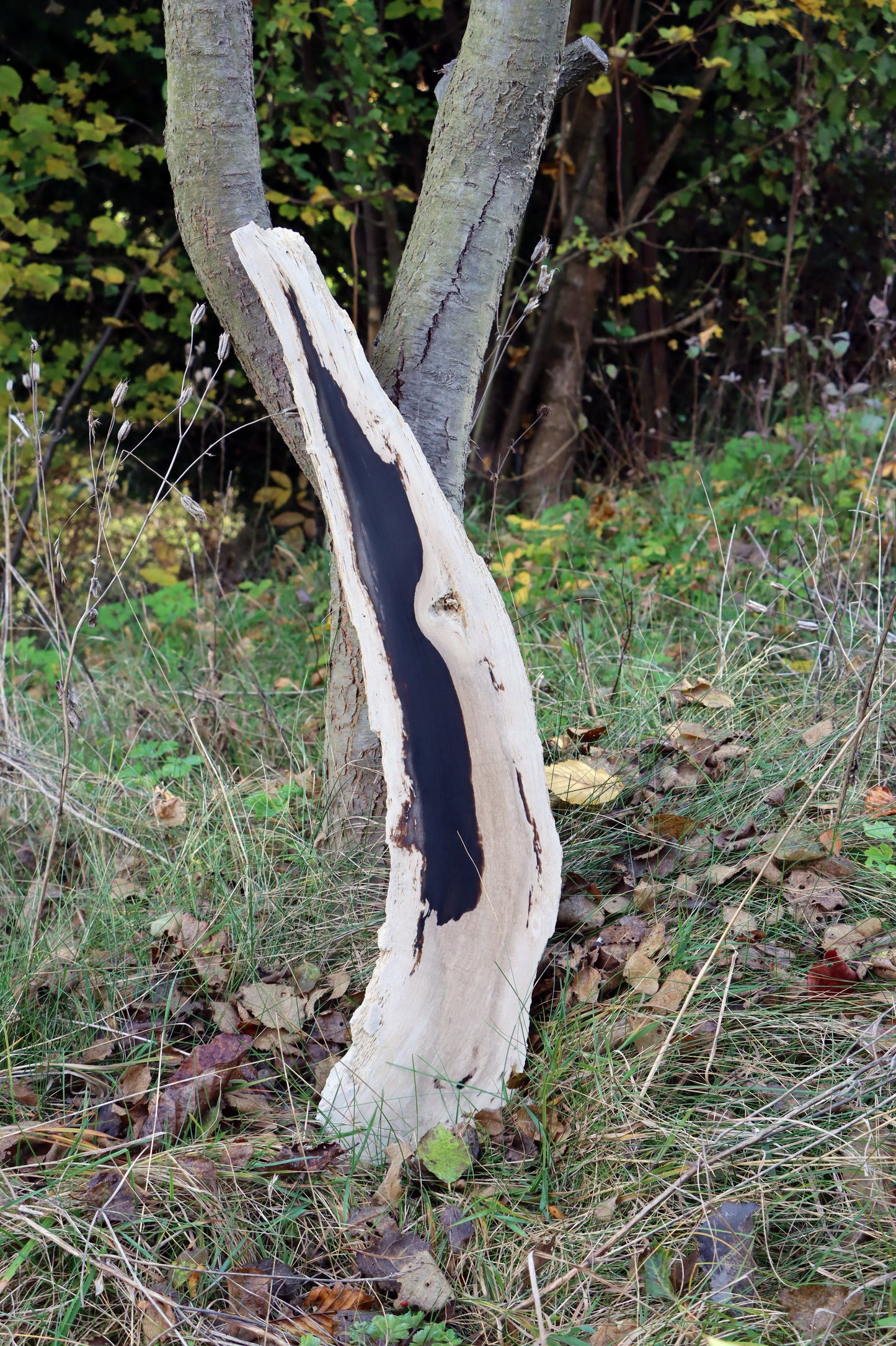 Zkřemený dub se sukem fošna - Supreme Panthers