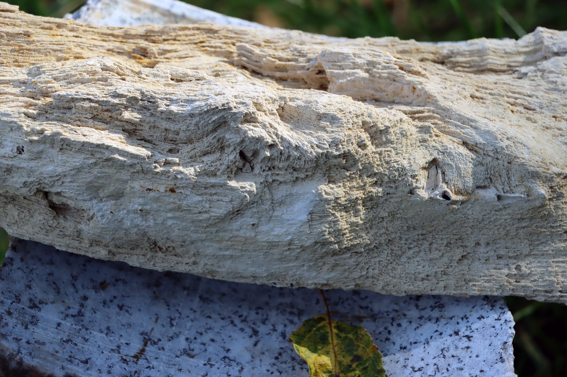 Zkřemený dub se sukem fošna - Supreme Panthers