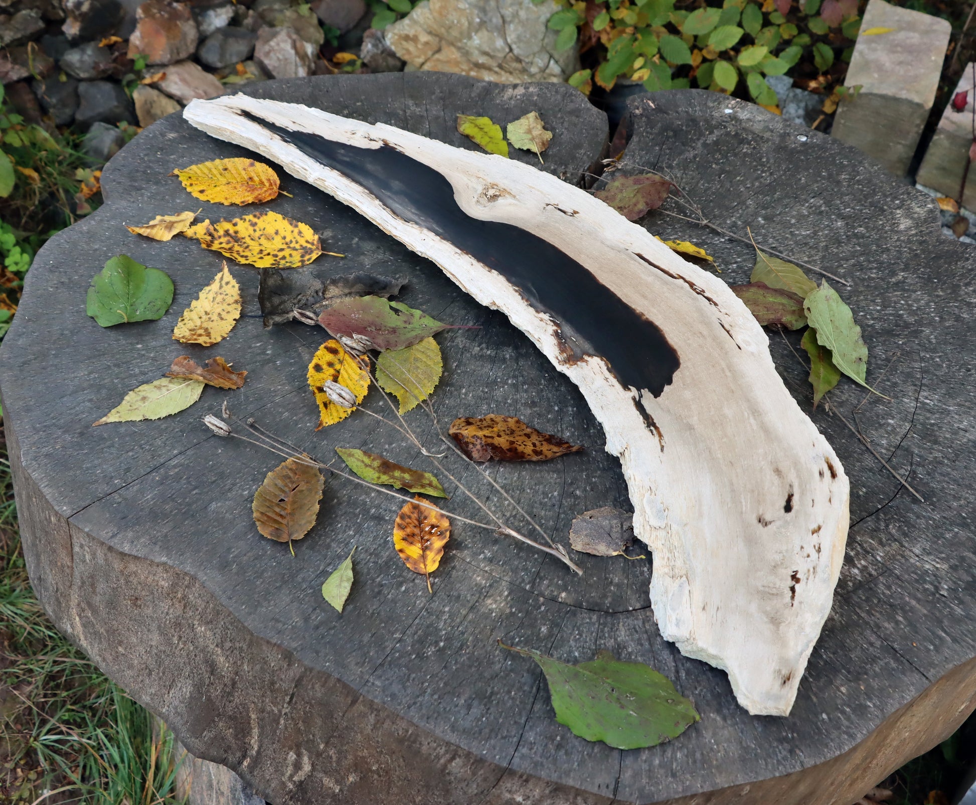 Zkřemený dub se sukem fošna - Supreme Panthers